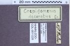 Etiketten zu Crepidomenus decoratus (NHMW-ZOO-COL-0011228)